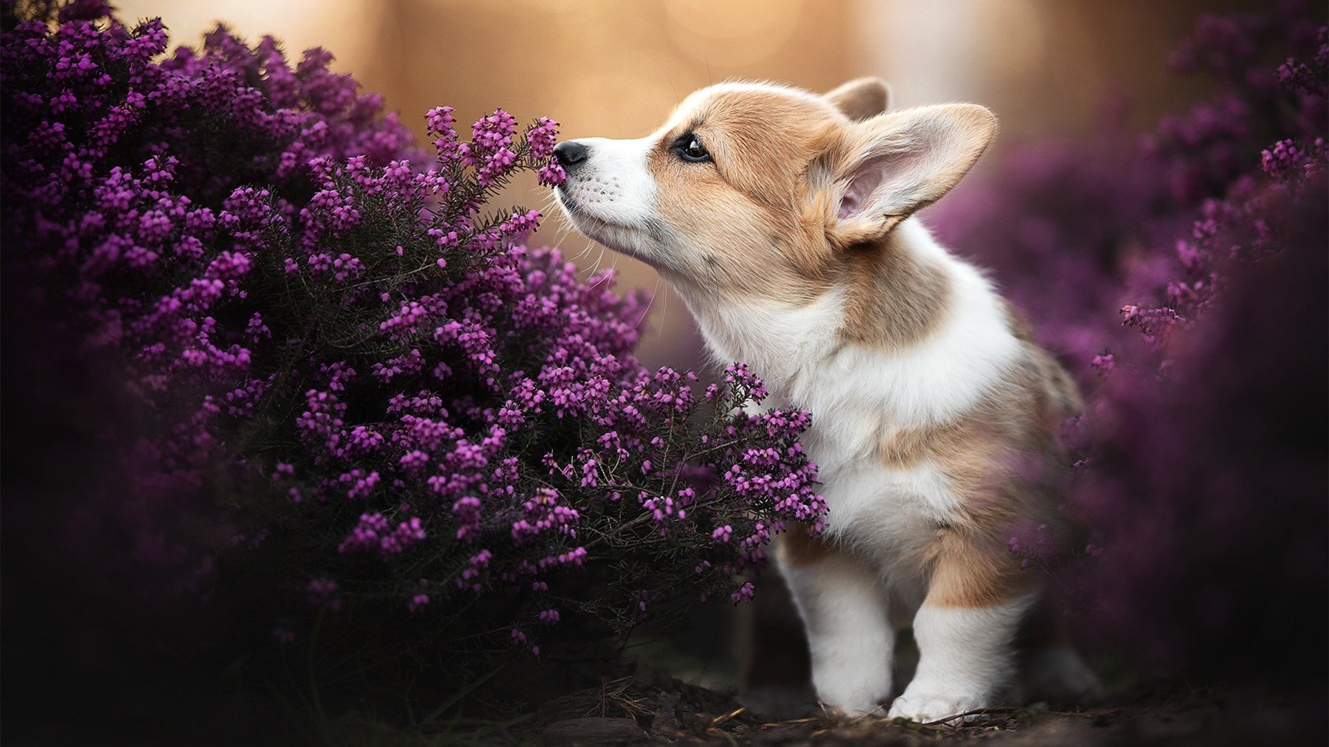 夜战与艺术，当格纳布里在都市丛林的脉搏上起舞