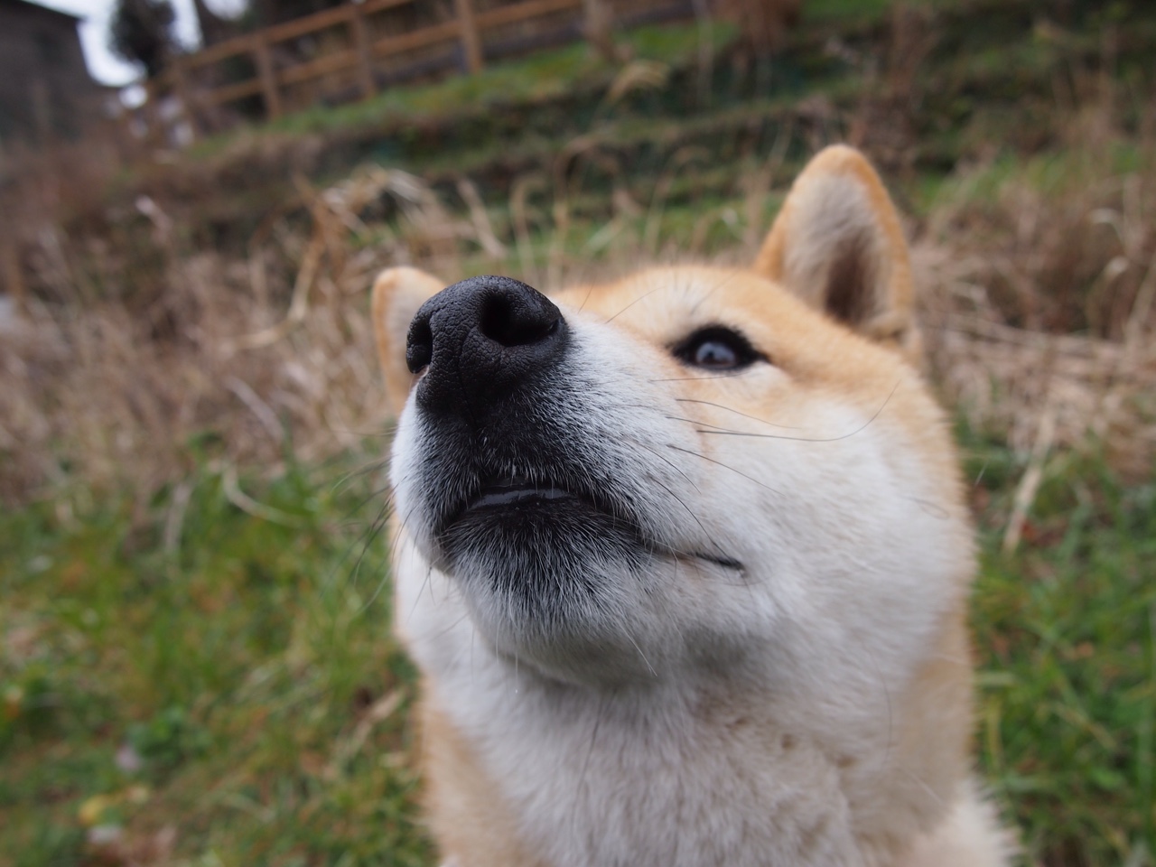 基耶萨一锤定音！皇家社会力克美国队，欧洲新贵如何在战术迷宫中找到胜利钥匙？