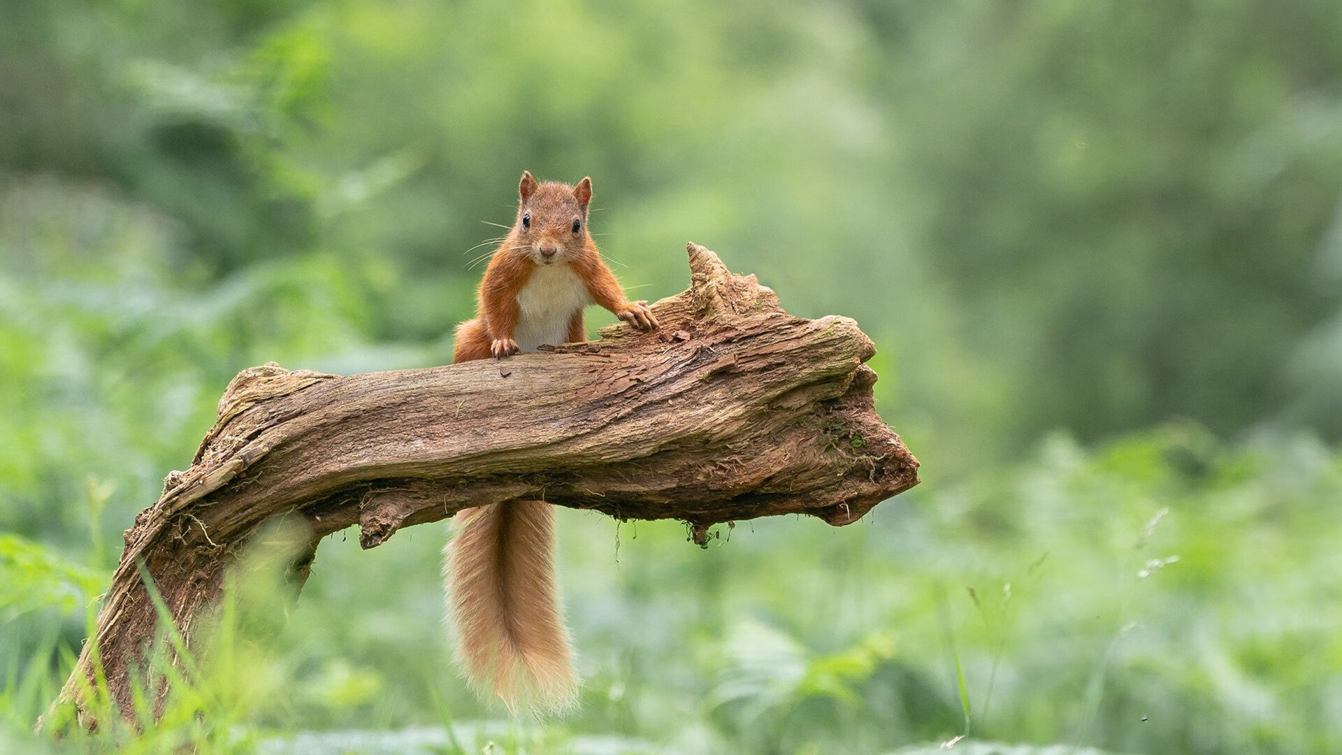 开云平台-北欧铁血碰撞美式狂飙！挪威巨兽血拼雷恩，托尼西决生死战封神接管