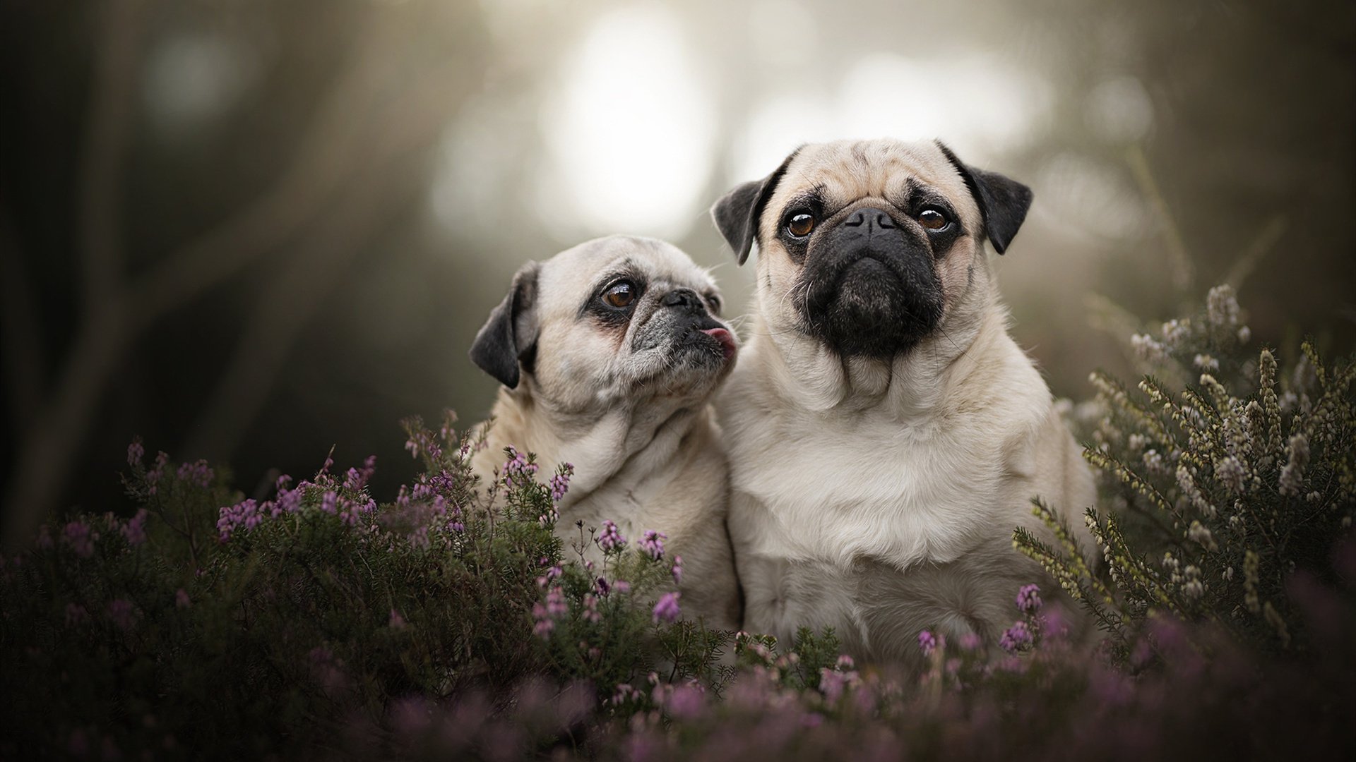 操控绿茵的艺术，李刚仁一手导演雷恩巅峰战，撕裂巴拉圭防线的中场魔术师